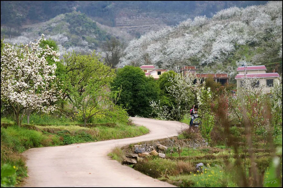 【春天,广西桂林灌阳县向您发出邀请!】我们在灌阳看梨花 - 游山玩水 - 吉林生活社区 - 吉林28生活网 jl.28life.com