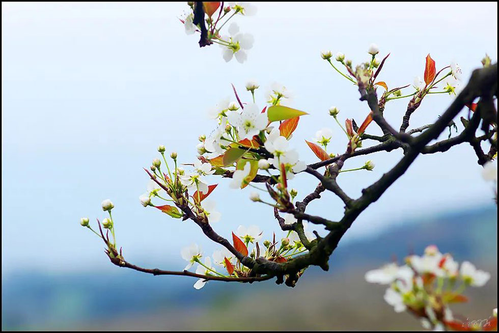 【春天,广西桂林灌阳县向您发出邀请!】我们在灌阳看梨花 - 游山玩水 - 吉林生活社区 - 吉林28生活网 jl.28life.com