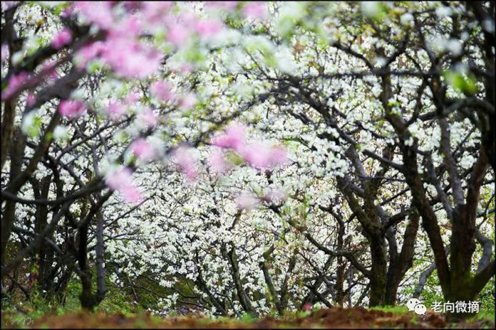 【春天,广西桂林灌阳县向您发出邀请!】我们在灌阳看梨花 - 游山玩水 - 吉林生活社区 - 吉林28生活网 jl.28life.com