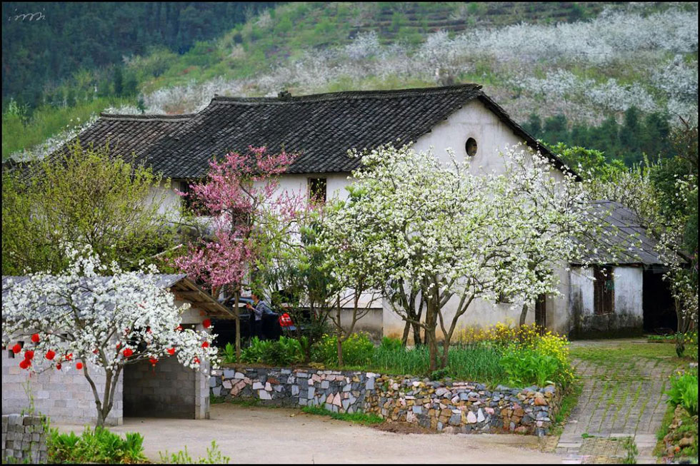 【春天,广西桂林灌阳县向您发出邀请!】我们在灌阳看梨花 - 游山玩水 - 吉林生活社区 - 吉林28生活网 jl.28life.com