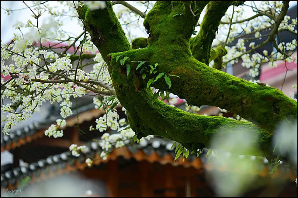 【春天,广西桂林灌阳县向您发出邀请!】我们在灌阳看梨花 - 游山玩水 - 吉林生活社区 - 吉林28生活网 jl.28life.com