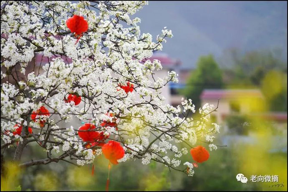 【春天,广西桂林灌阳县向您发出邀请!】我们在灌阳看梨花 - 游山玩水 - 吉林生活社区 - 吉林28生活网 jl.28life.com
