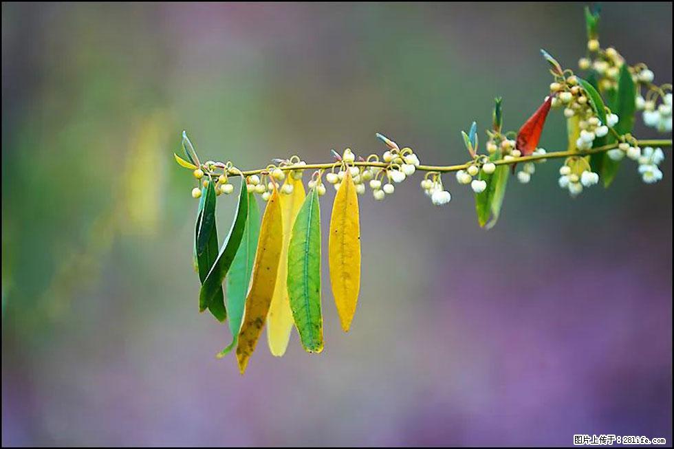 【春天,广西桂林灌阳县向您发出邀请!】米珠山前有片山苍子花在飘香 - 游山玩水 - 吉林生活社区 - 吉林28生活网 jl.28life.com