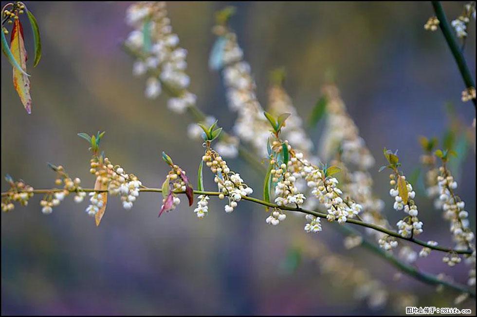 【春天,广西桂林灌阳县向您发出邀请!】米珠山前有片山苍子花在飘香 - 游山玩水 - 吉林生活社区 - 吉林28生活网 jl.28life.com