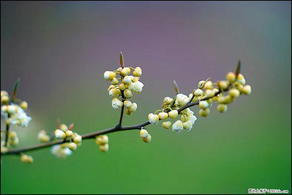 【春天,广西桂林灌阳县向您发出邀请!】米珠山前有片山苍子花在飘香 - 游山玩水 - 吉林生活社区 - 吉林28生活网 jl.28life.com
