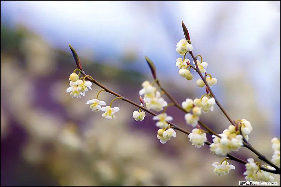 【春天,广西桂林灌阳县向您发出邀请!】米珠山前有片山苍子花在飘香 - 游山玩水 - 吉林生活社区 - 吉林28生活网 jl.28life.com