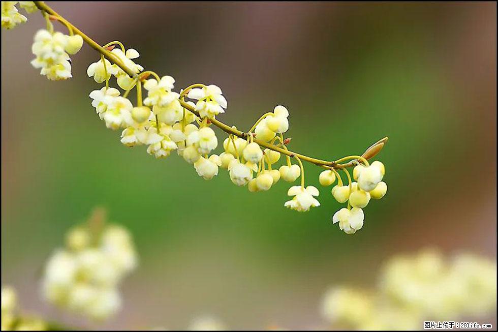 【春天,广西桂林灌阳县向您发出邀请!】米珠山前有片山苍子花在飘香 - 游山玩水 - 吉林生活社区 - 吉林28生活网 jl.28life.com