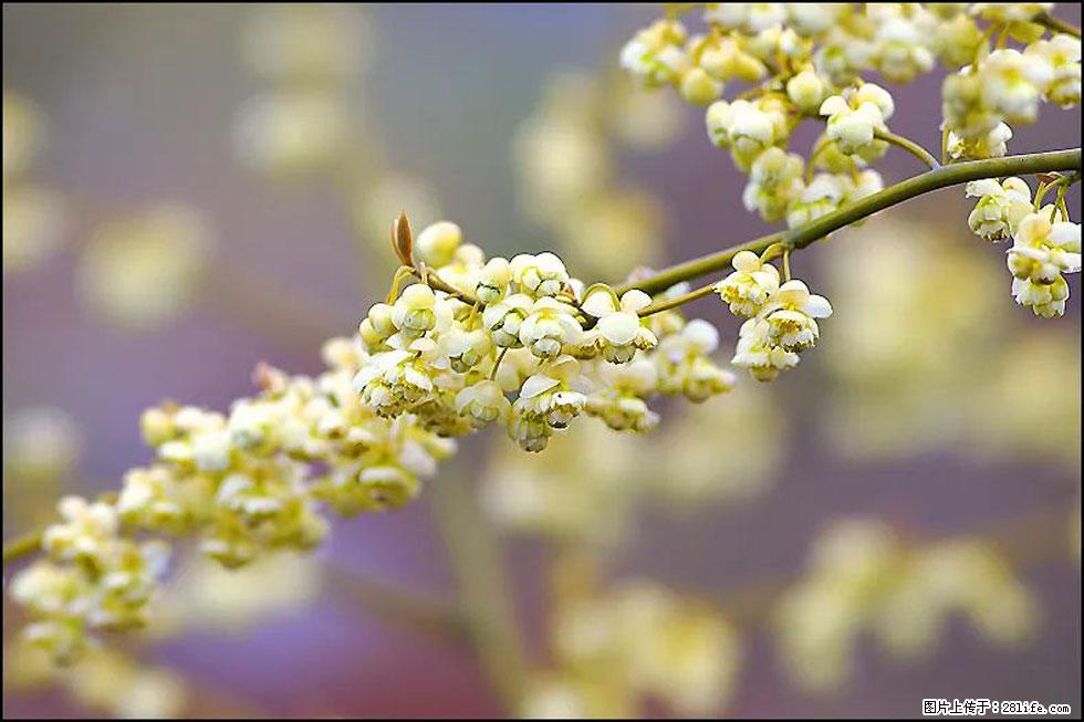 【春天,广西桂林灌阳县向您发出邀请!】米珠山前有片山苍子花在飘香 - 游山玩水 - 吉林生活社区 - 吉林28生活网 jl.28life.com