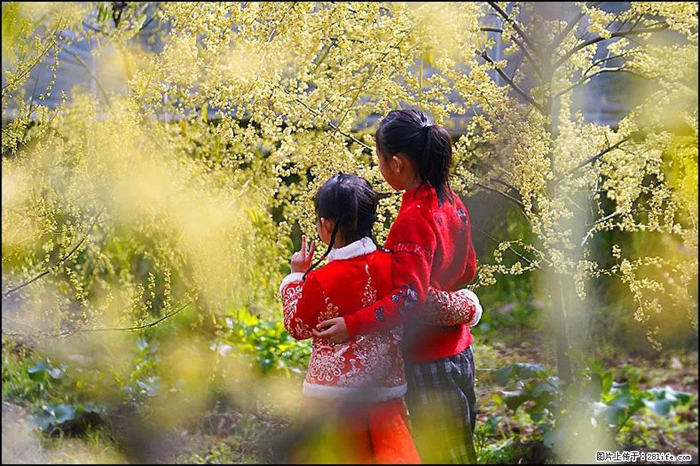 【春天,广西桂林灌阳县向您发出邀请!】米珠山前有片山苍子花在飘香 - 游山玩水 - 吉林生活社区 - 吉林28生活网 jl.28life.com