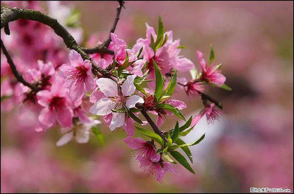 【春天，广西桂林灌阳县向您发出邀请！】官庄村有个醉美的桃花园 - 游山玩水 - 吉林生活社区 - 吉林28生活网 jl.28life.com