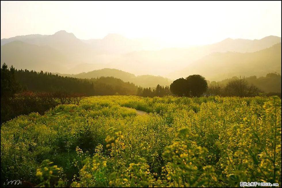 【春天,广西桂林灌阳县向您发出邀请!】长坪村油菜盛情花开 - 游山玩水 - 吉林生活社区 - 吉林28生活网 jl.28life.com