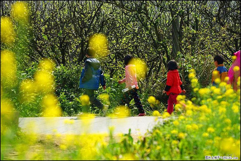 【春天,广西桂林灌阳县向您发出邀请!】长坪村油菜盛情花开 - 游山玩水 - 吉林生活社区 - 吉林28生活网 jl.28life.com