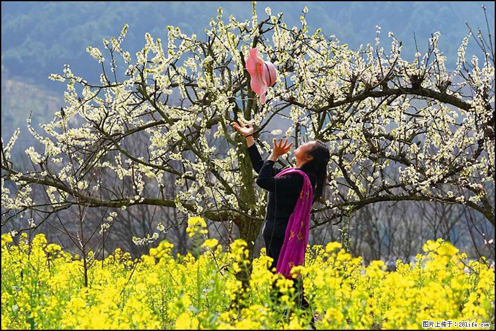 【春天,广西桂林灌阳县向您发出邀请!】长坪村油菜盛情花开 - 游山玩水 - 吉林生活社区 - 吉林28生活网 jl.28life.com
