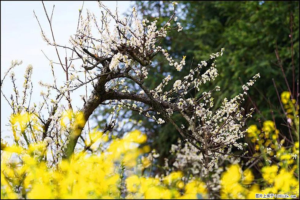 【春天,广西桂林灌阳县向您发出邀请!】长坪村油菜盛情花开 - 游山玩水 - 吉林生活社区 - 吉林28生活网 jl.28life.com
