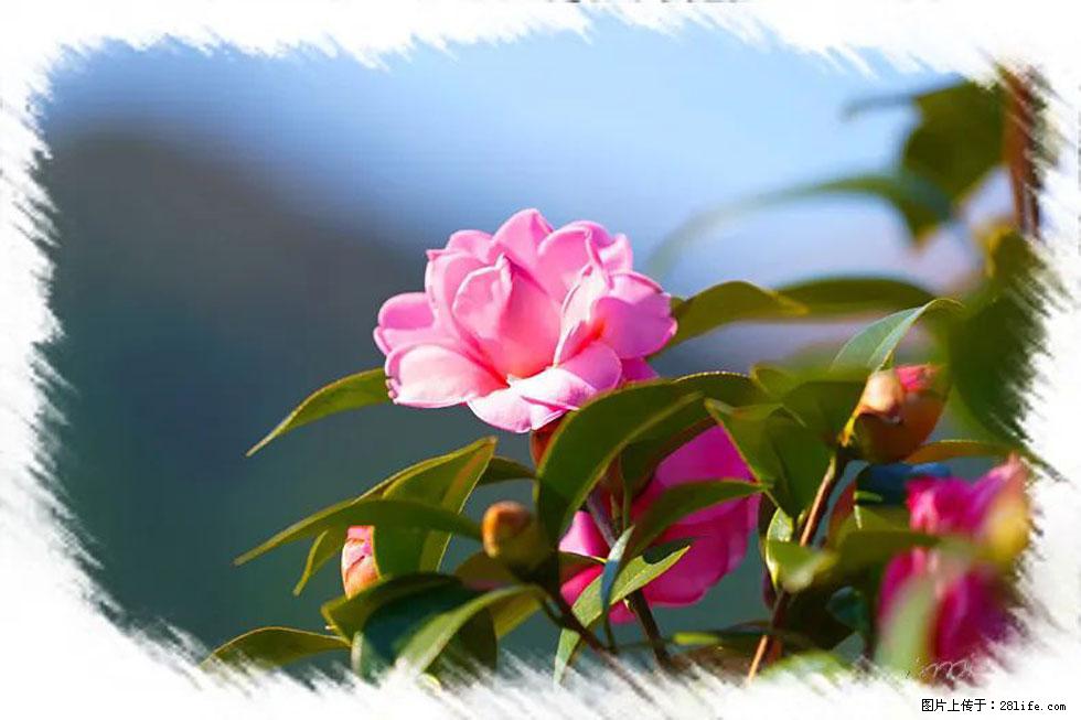 【春天,广西桂林灌阳县向您发出邀请!】杨柳井茶花惹人爱 - 游山玩水 - 吉林生活社区 - 吉林28生活网 jl.28life.com