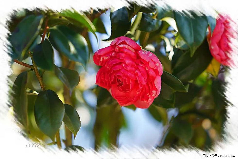 【春天,广西桂林灌阳县向您发出邀请!】杨柳井茶花惹人爱 - 游山玩水 - 吉林生活社区 - 吉林28生活网 jl.28life.com