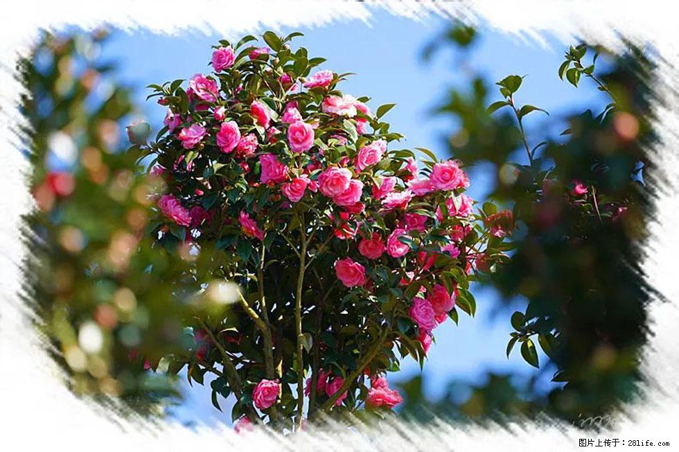 【春天,广西桂林灌阳县向您发出邀请!】杨柳井茶花惹人爱 - 游山玩水 - 吉林生活社区 - 吉林28生活网 jl.28life.com