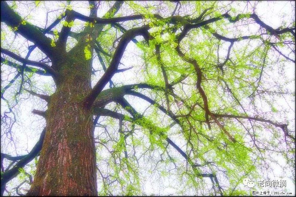 【春天，广西桂林灌阳县向您发出邀请！】在小龙村与春天约会 - 游山玩水 - 吉林生活社区 - 吉林28生活网 jl.28life.com