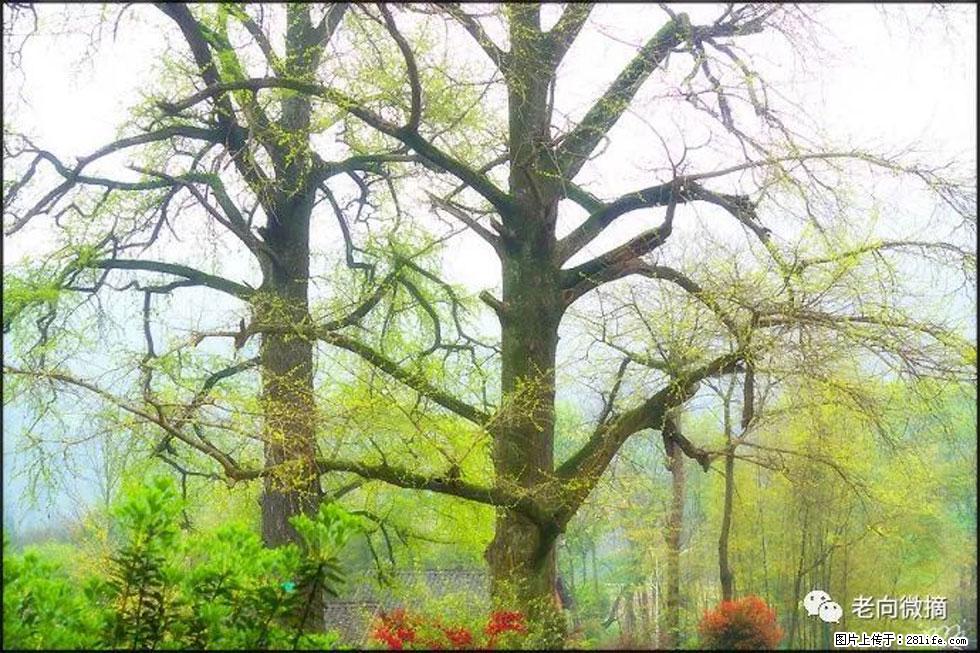 【春天，广西桂林灌阳县向您发出邀请！】在小龙村与春天约会 - 游山玩水 - 吉林生活社区 - 吉林28生活网 jl.28life.com