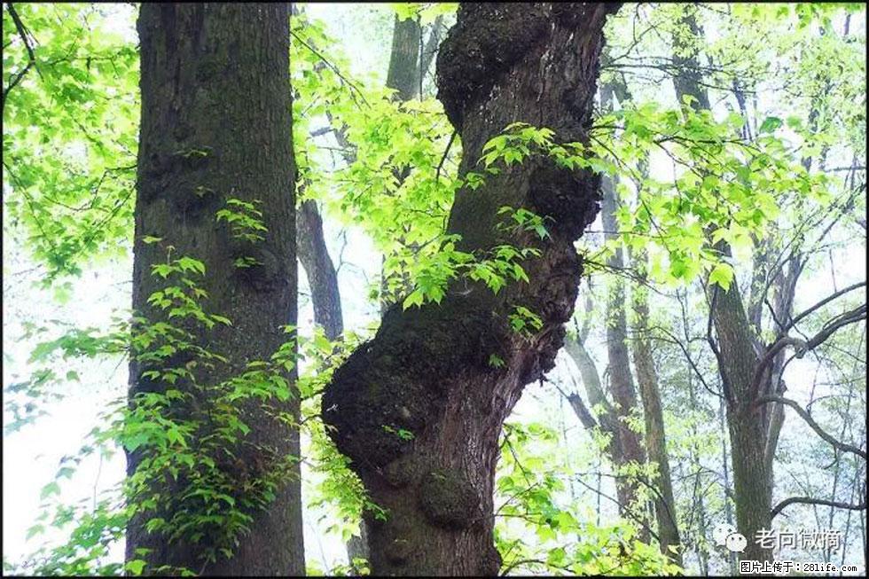 【春天，广西桂林灌阳县向您发出邀请！】在小龙村与春天约会 - 游山玩水 - 吉林生活社区 - 吉林28生活网 jl.28life.com