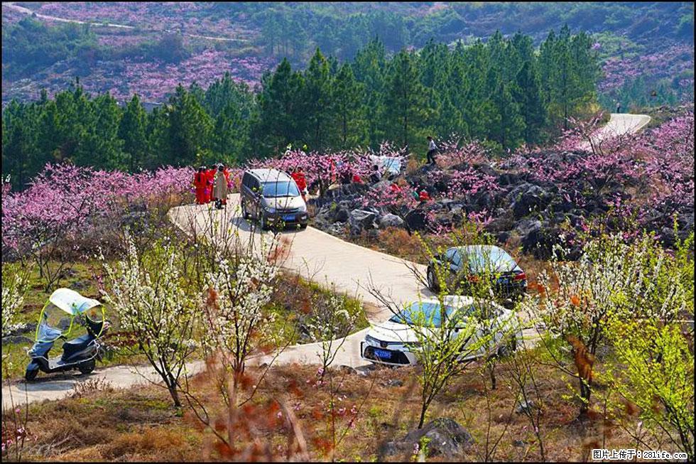 【春天，广西桂林灌阳县向您发出邀请！】望月岭上桃花开 - 游山玩水 - 吉林生活社区 - 吉林28生活网 jl.28life.com