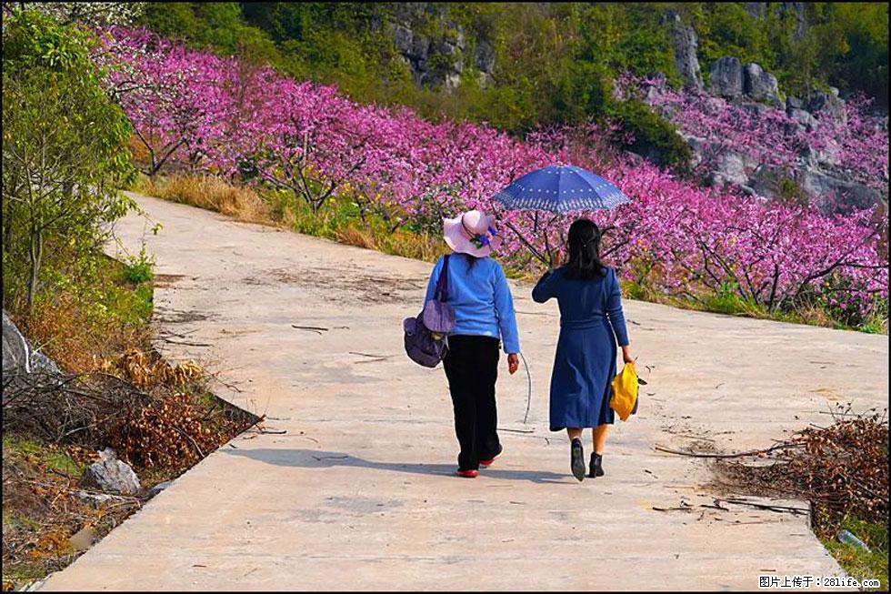 【春天，广西桂林灌阳县向您发出邀请！】望月岭上桃花开 - 游山玩水 - 吉林生活社区 - 吉林28生活网 jl.28life.com