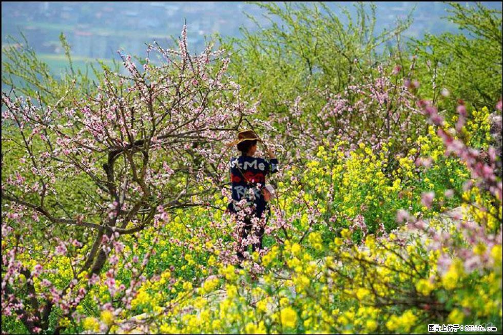 【春天，广西桂林灌阳县向您发出邀请！】望月岭上桃花开 - 游山玩水 - 吉林生活社区 - 吉林28生活网 jl.28life.com