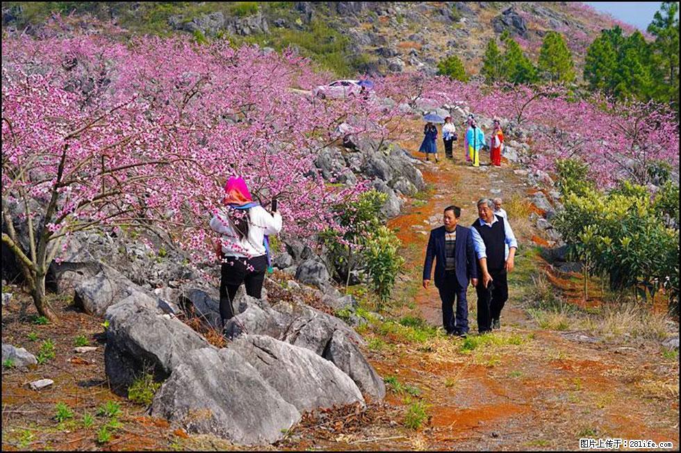 【春天，广西桂林灌阳县向您发出邀请！】望月岭上桃花开 - 游山玩水 - 吉林生活社区 - 吉林28生活网 jl.28life.com