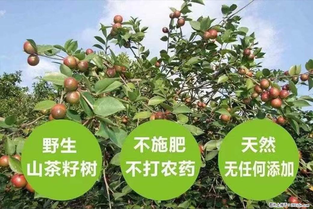 【灌阳县油茶产业示范区】一个有着充实的精神生活的人,对待身外之物自会有一种淡泊的态度 - 美食天地 - 吉林生活社区 - 吉林28生活网 jl.28life.com