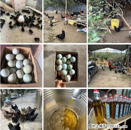 油茶园从小鸡仔开始养起的纯土鸡、土鸡蛋可以预定啦！还有前几天刚榨的纯山茶油哦 - 美食天地 - 吉林生活社区 - 吉林28生活网 jl.28life.com