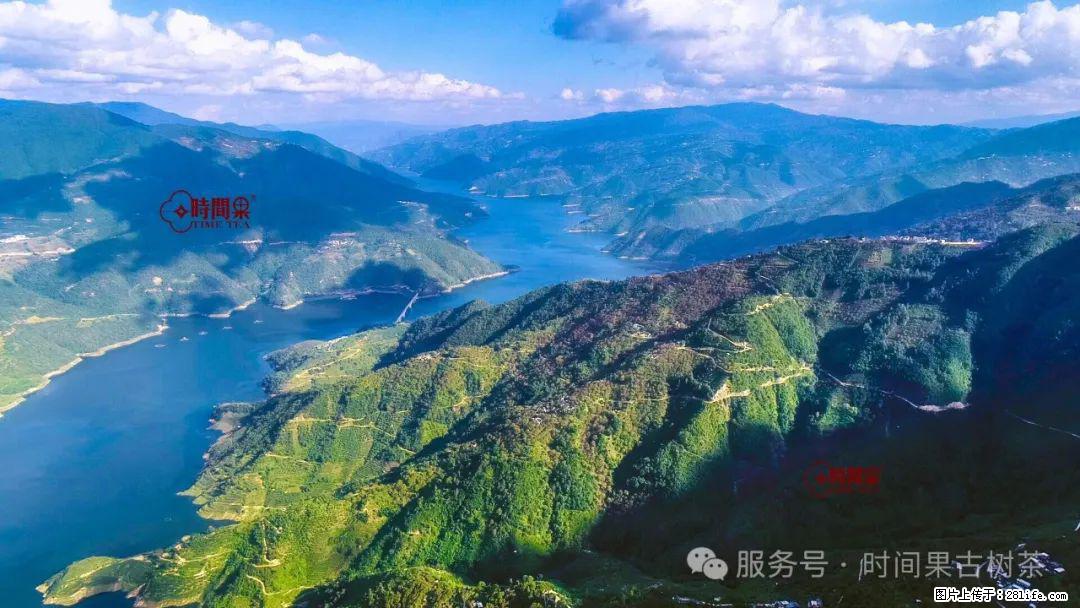 时间果百年古树龙珠普洱生茶 - 购物交流 - 吉林生活社区 - 吉林28生活网 jl.28life.com