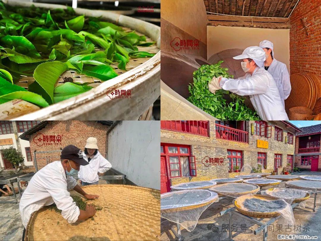 时间果百年古树龙珠普洱生茶 - 购物交流 - 吉林生活社区 - 吉林28生活网 jl.28life.com