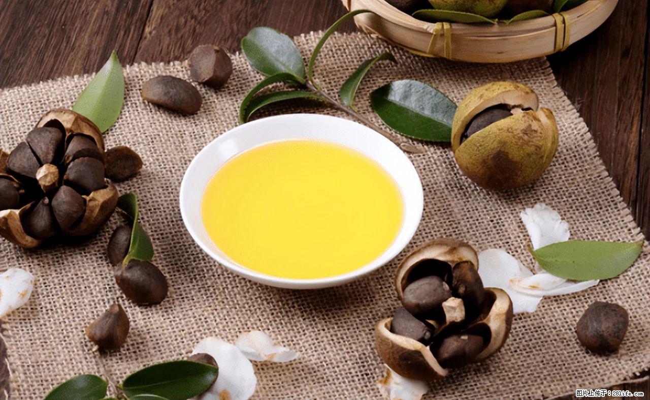 揭秘茶油的5大核心营养成分!被称为人体健康的“守护盾”! - 吉林生活资讯 - 吉林28生活网 jl.28life.com