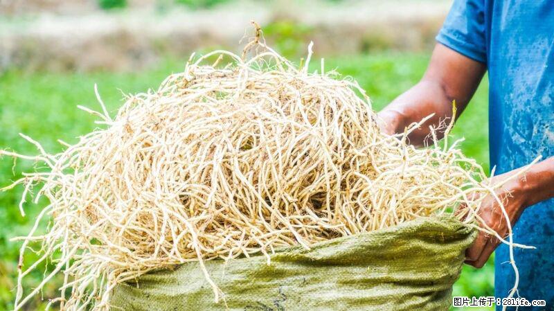 堪称“最难吃”的蔬菜，却是 “抗辐射神器”，还能护肺、清热、止咳化痰！ - 吉林生活资讯 - 吉林28生活网 jl.28life.com