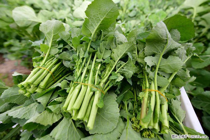 这些蔬菜是“天然钙片”，这6种被医生重点推荐 - 吉林生活资讯 - 吉林28生活网 jl.28life.com